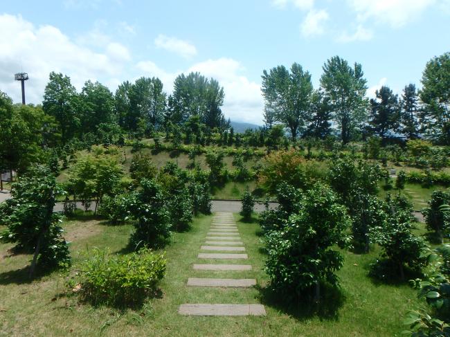 野々市中央公園　椿山１