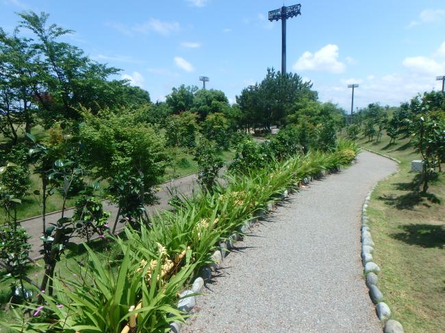 野々市中央公園　椿山３