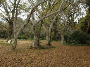 小石川植物園