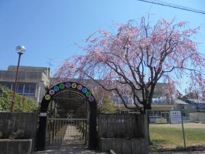園舎の桜