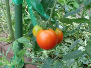 園庭に実ったトマト