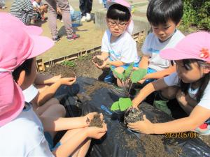 野菜の苗を植える5歳児