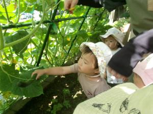 きゅうりの収穫に夢中になる2歳児
