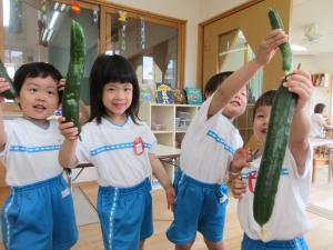 年少夏野菜の収穫