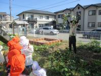 4歳児　ぱんだ組　芋ほりをはじめます