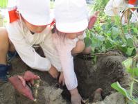 4歳児　ぱんだ組　芋ほりよいしょ