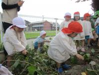 4歳児　ぱんだ組　芋ほりよいしょ　つるをひっぱれよいしょ！