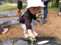 この葉っぱ、さつま芋さんなんだって！