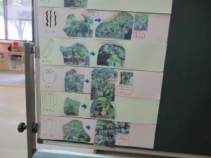 野菜の生長