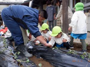 芋苗植えをする4歳児つき組