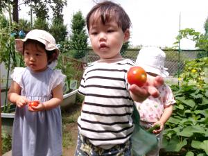 トマトを収穫する1歳児