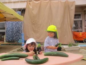なすびときゅうりとプチトマトを収穫する２歳児