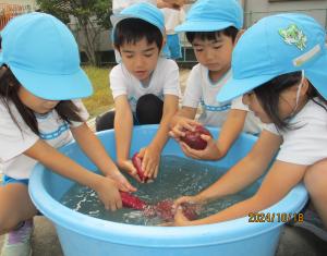 さつまいもを洗う5歳児