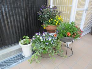 玄関のお花