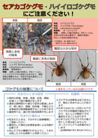 チラシ表面