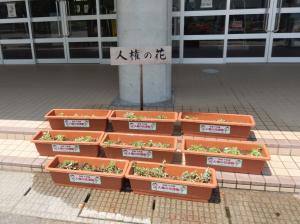 人権の花