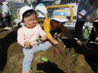 お芋もいいけど葉っぱもいいよ