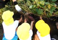 芋を掘る４歳児