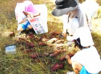 芋ほりをする３歳児