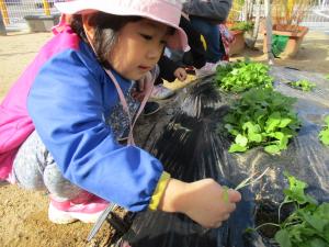 園庭に植えた大根の葉っぱを間引きする２歳児