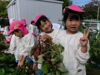 5歳児　芋ほり　大きいお芋がほれたよ