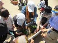 苗を植えて土をポンポンポン