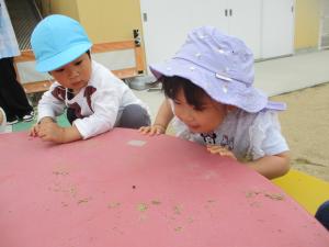テーブルの上を歩いているダンゴ虫を観察する２歳児の二人