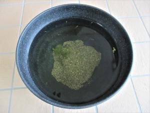 メダカがいるよ
