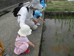 お散歩中に立ち寄ったたんぼをのぞく1歳児