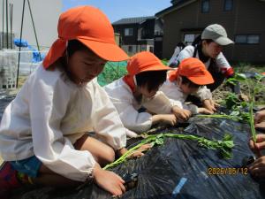 芋苗を植える5歳児