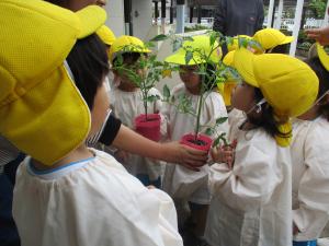 トマトの苗のにおいをかぐ3歳児