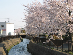 御経塚馬場川沿いの桜の画像1