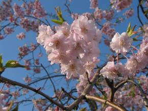 御経塚馬場川沿いの桜の画像2
