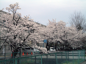 文化会館フォルテ近くの桜
