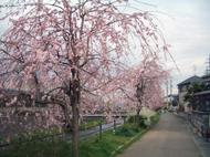 高橋川沿い（扇が丘）の桜