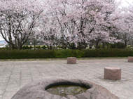 末松廃寺跡の桜