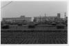 昭和40年小学校と中学校の前景の画像